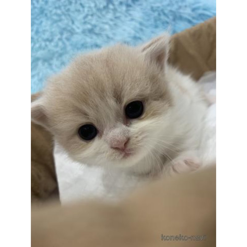 販売中の大阪府のマンチカン(短足)-122675の2枚目