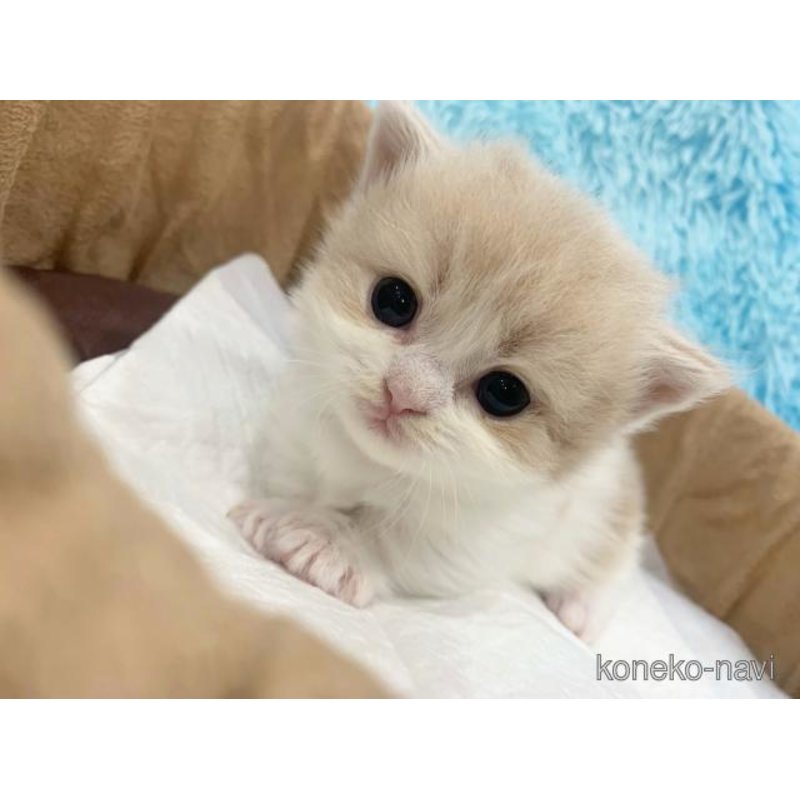 販売中の大阪府のマンチカン(短足)-122675の4枚目