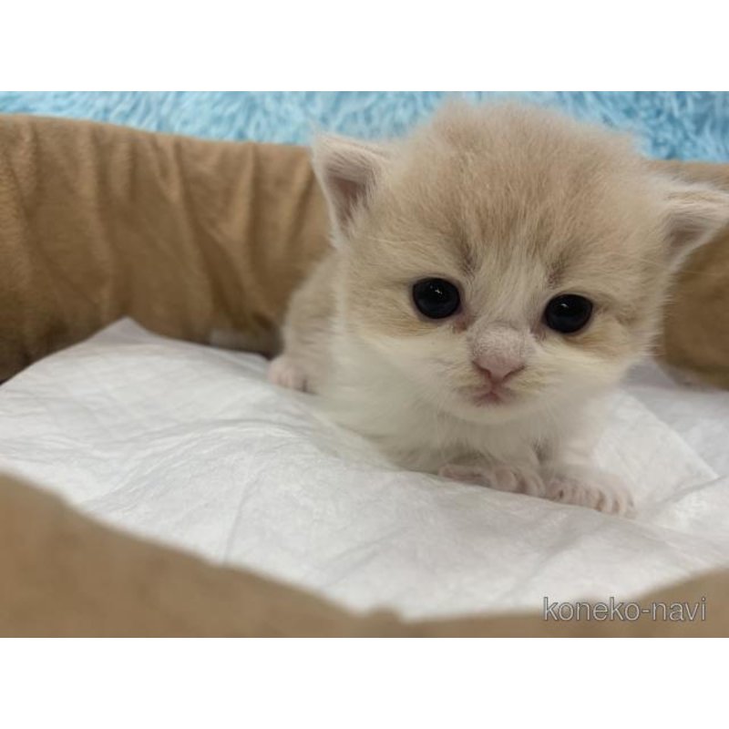 販売中の大阪府のマンチカン(短足)-122675の5枚目