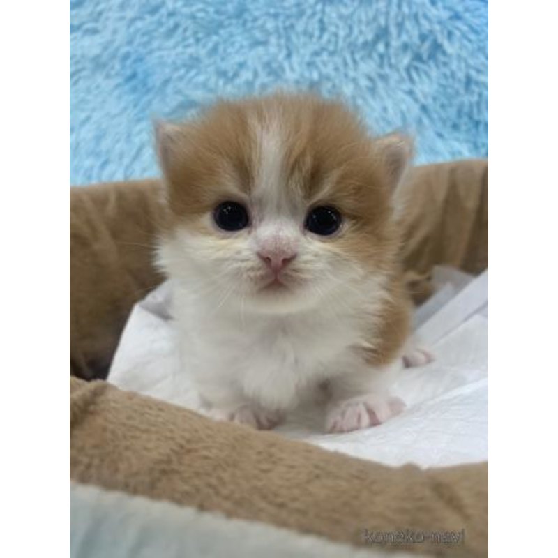 販売中の大阪府のマンチカン(短足)-122676の2枚目