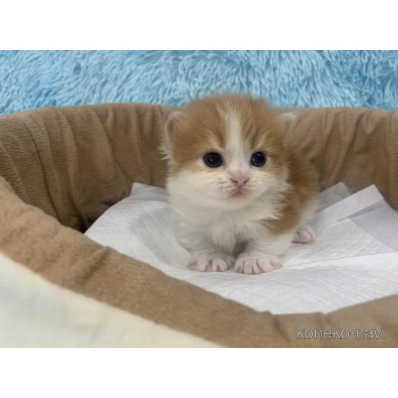 販売中の大阪府のマンチカン(短足)-122676の4枚目