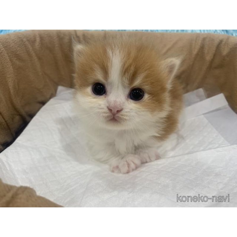販売中の大阪府のマンチカン(短足)-122676の3枚目