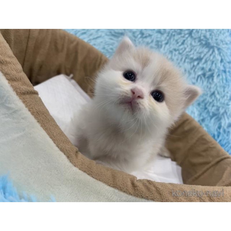 販売中の大阪府のマンチカン(短足)-122677の5枚目