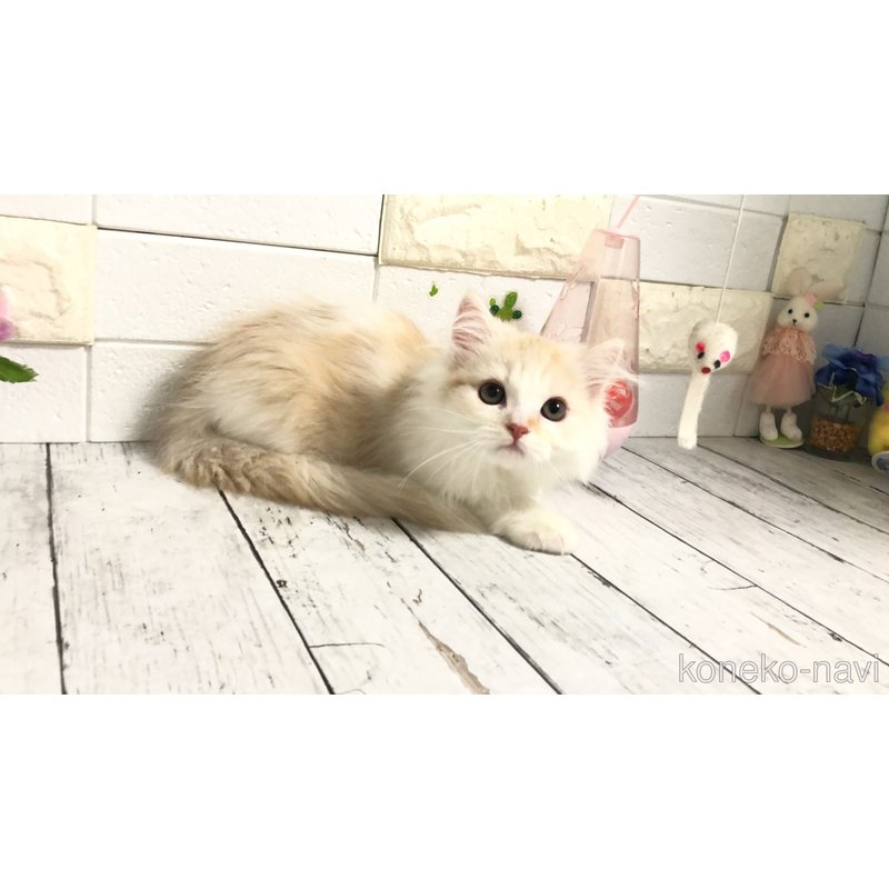 販売中の埼玉県のマンチカン-118677の4枚目