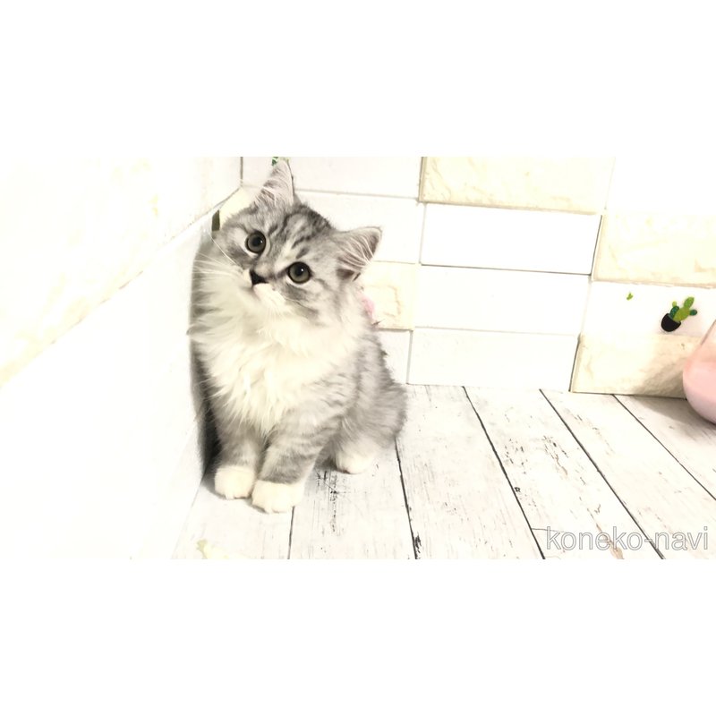 販売中の埼玉県のマンチカン-118681の16枚目