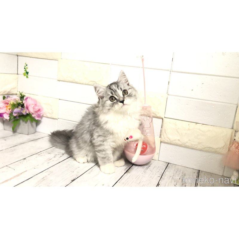 販売中の埼玉県のマンチカン-118681の9枚目