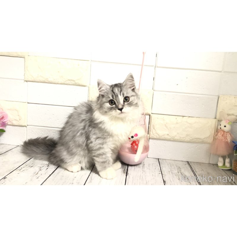 販売中の埼玉県のマンチカン-118681の3枚目