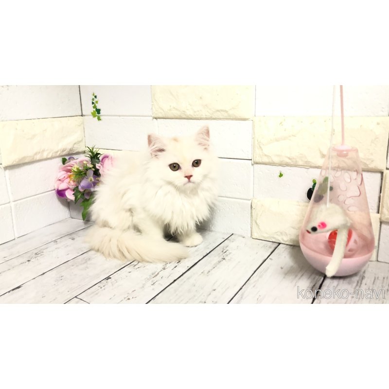 販売中の埼玉県のマンチカン-118682の2枚目