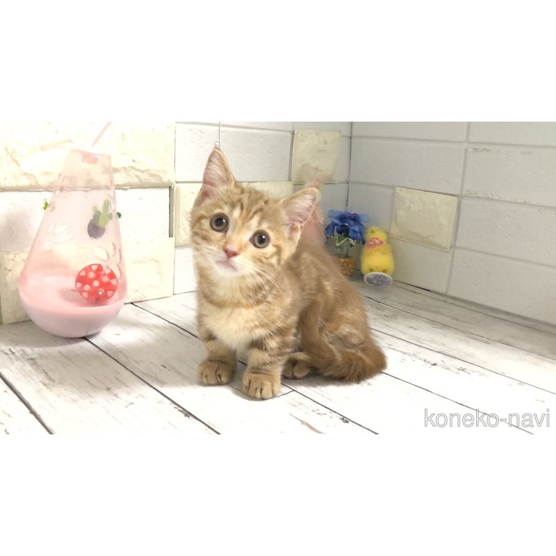 販売中の埼玉県のマンチカン(短足)-119357