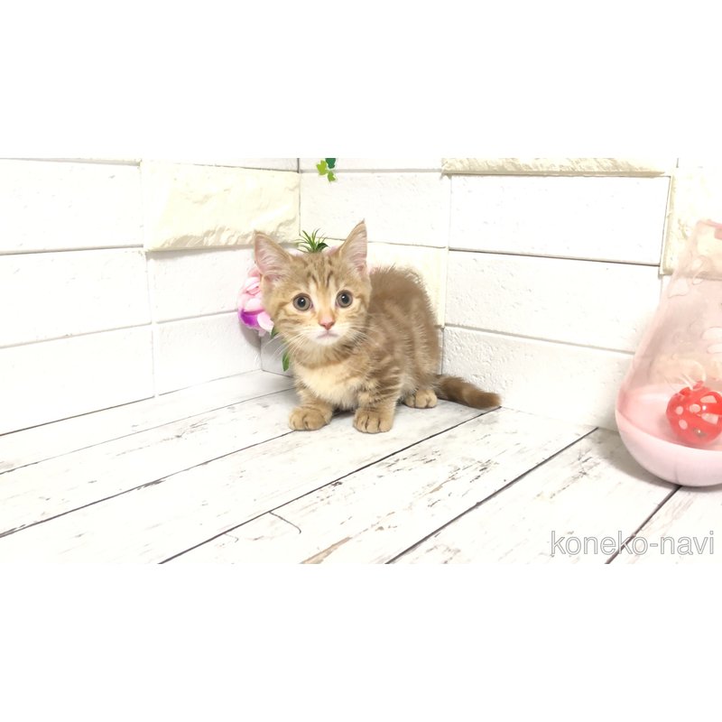 販売中の埼玉県のマンチカン(短足)-119357の6枚目