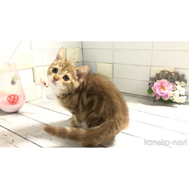 販売中の埼玉県のマンチカン-119359の9枚目
