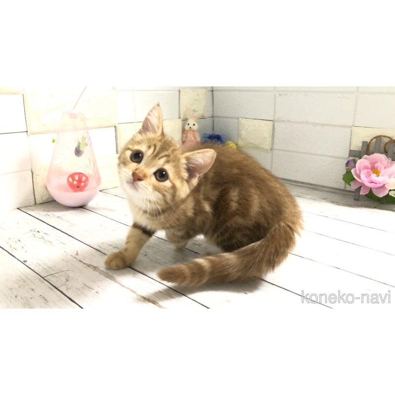 販売中の埼玉県のマンチカン-119359の10枚目