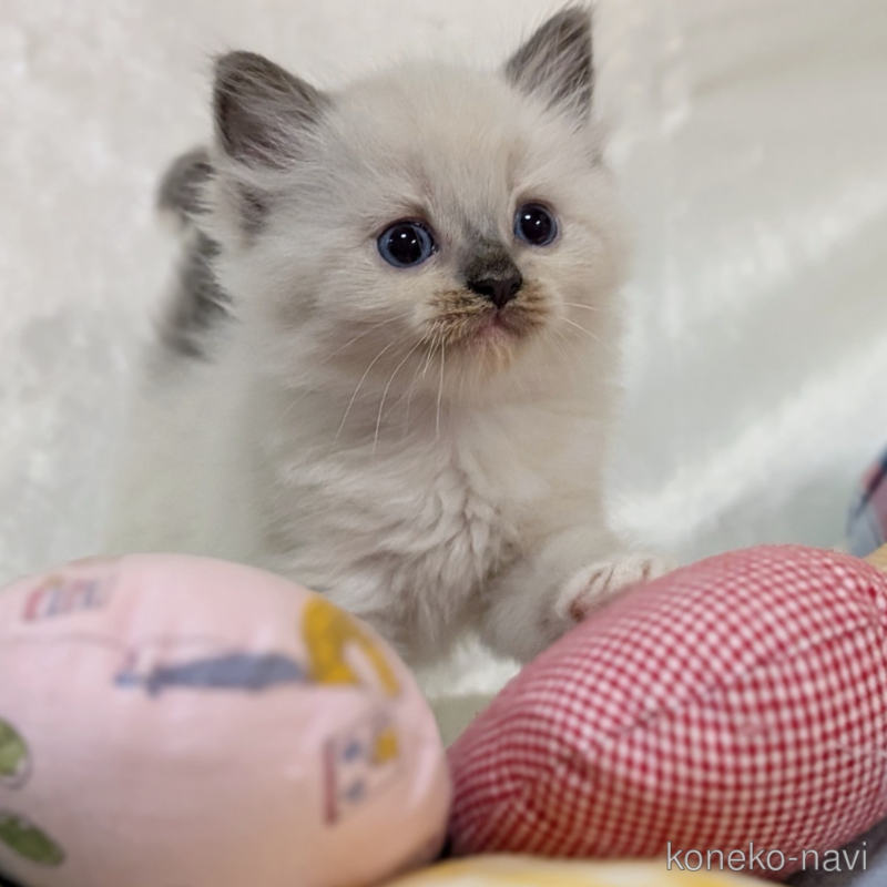 販売中の宮城県のスコティッシュフォールド-122698の1枚目
