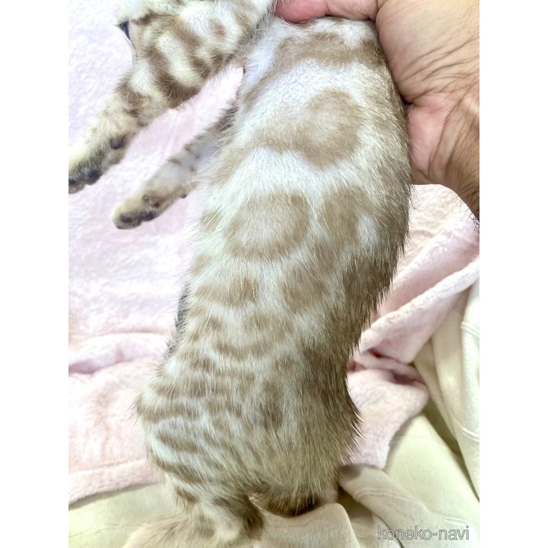販売中の東京都のベンガル-117354の2枚目