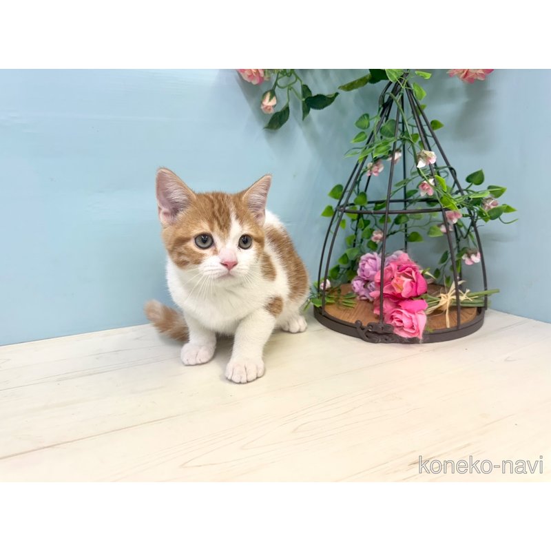 販売中の埼玉県のマンチカン-116413の2枚目