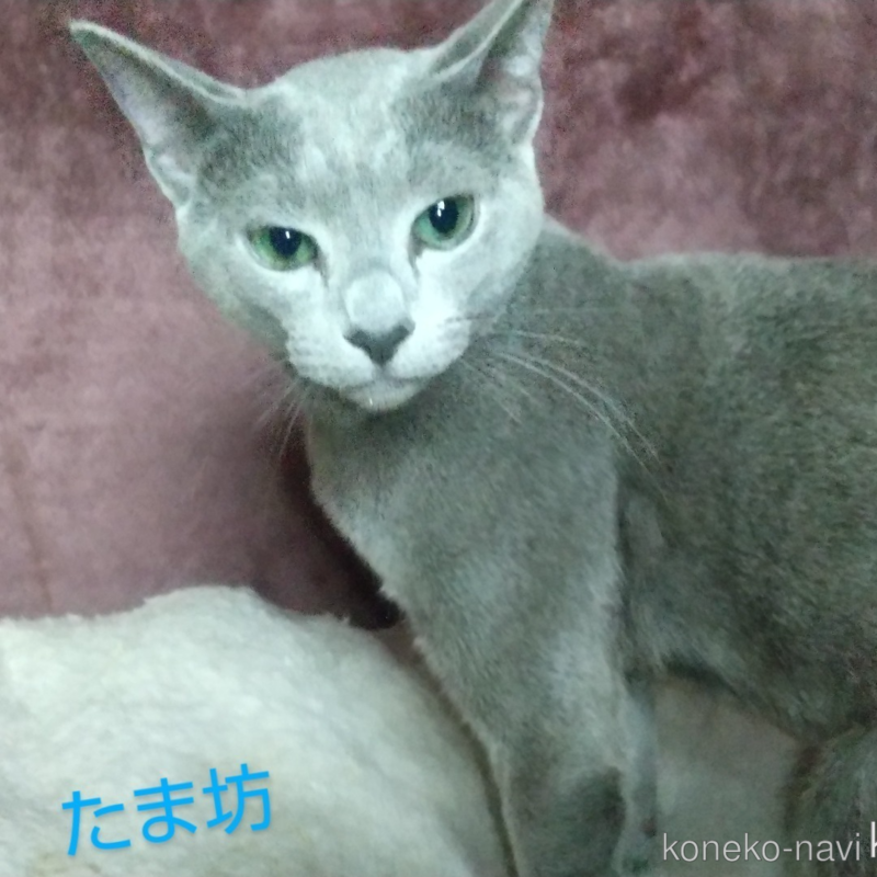 たま坊くん1枚目