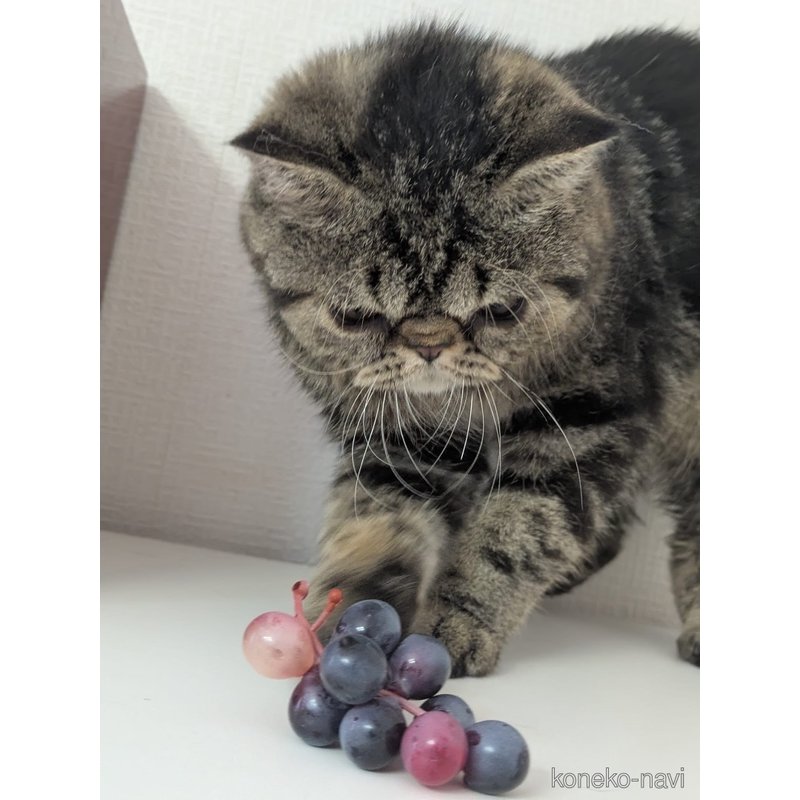 販売中の大阪府のエキゾチックショートヘア-115838の4枚目