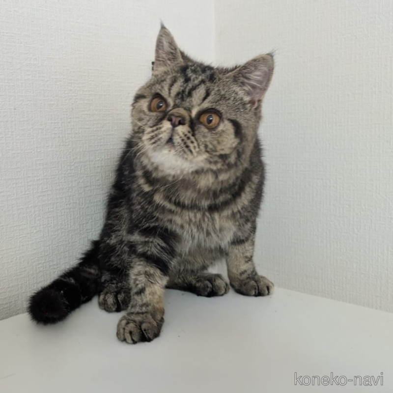 販売中の大阪府のエキゾチックショートヘア-115838