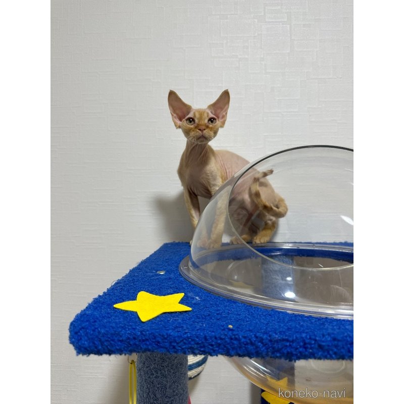 販売中の埼玉県のデボンレックス-122759の4枚目