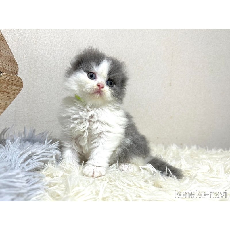 販売中の愛知県のスコティッシュフォールド(折れ耳)-122763の2枚目