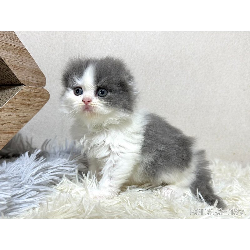 販売中の愛知県のスコティッシュフォールド(折れ耳)-122763の1枚目