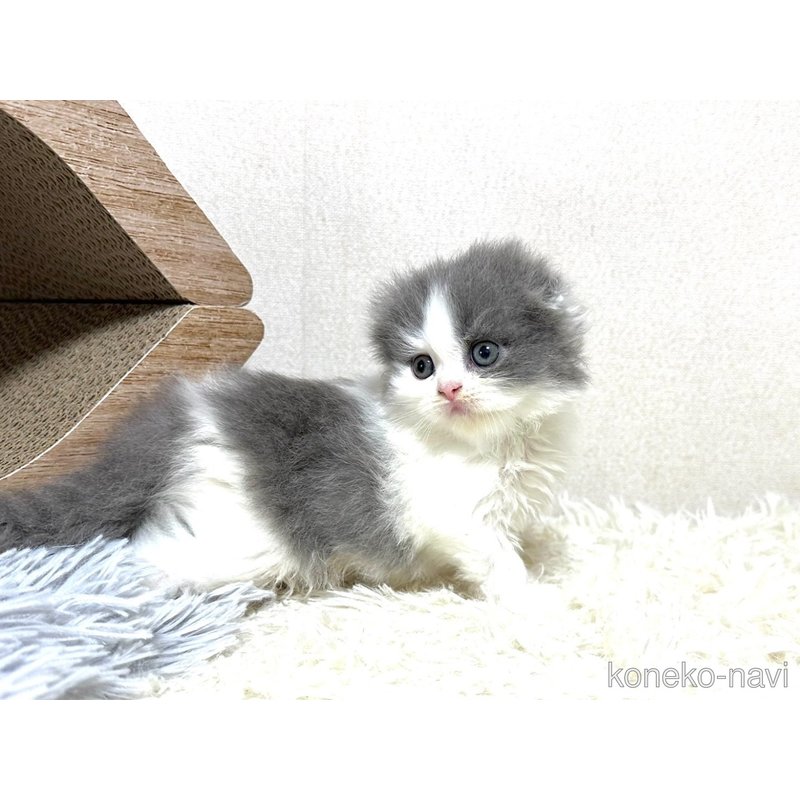 販売中の愛知県のスコティッシュフォールド(折れ耳)-122763の3枚目
