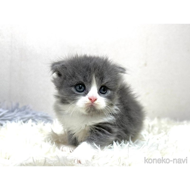 販売中の愛知県のスコティッシュフォールド-122764の2枚目