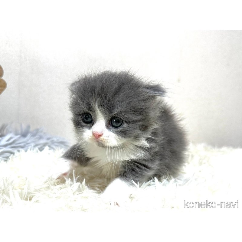 販売中の愛知県のスコティッシュフォールド-122764