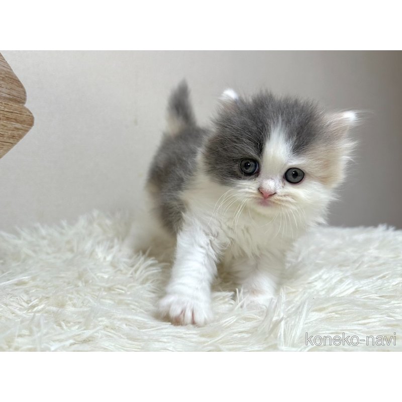 販売中の愛知県のスコティッシュフォールド-122765