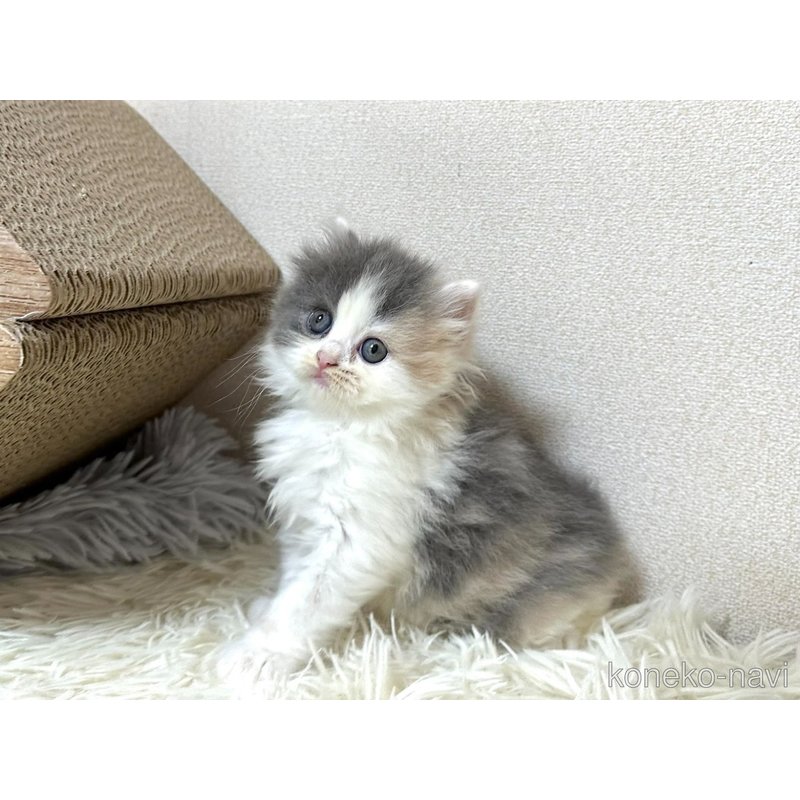 販売中の愛知県のスコティッシュフォールド-122765の3枚目