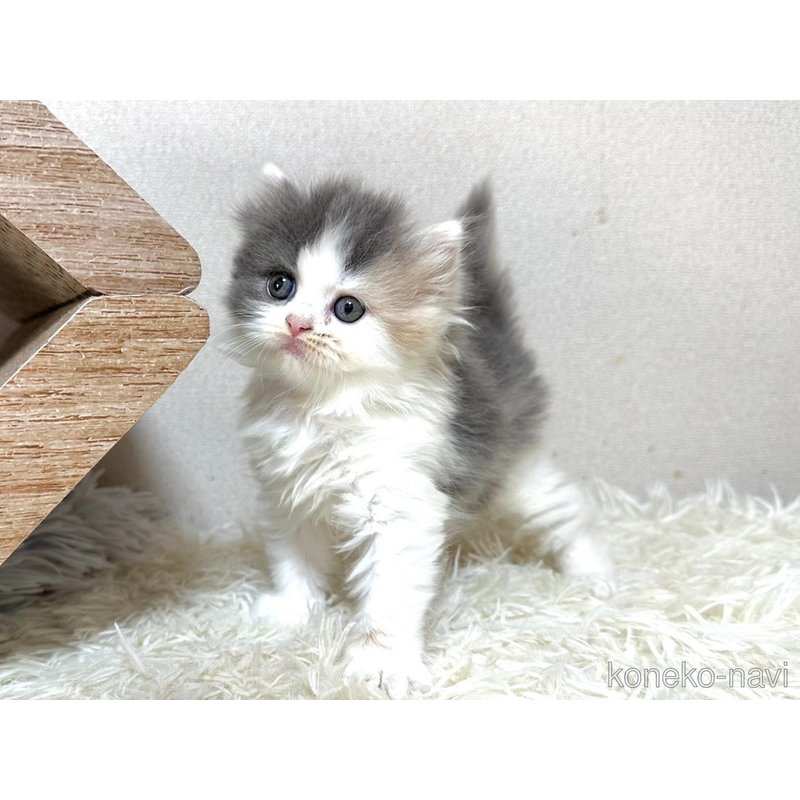 販売中の愛知県のスコティッシュフォールド-122765の4枚目