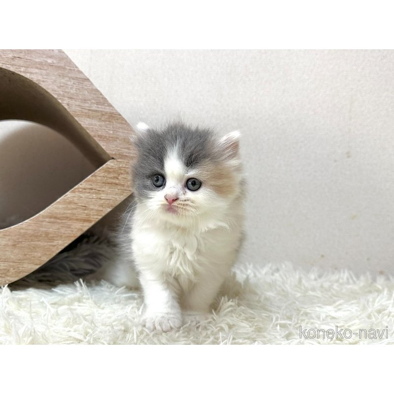 販売中の愛知県のスコティッシュフォールド-122765の6枚目