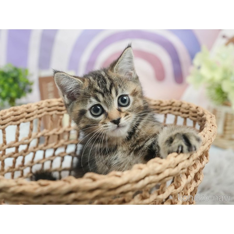 販売中の茨城県のマンチカン-122827の3枚目