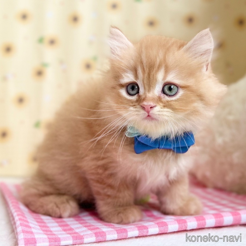 こねこ 神奈川県のスコティッシュフォールド｜女の子・2025/05/27生まれ
