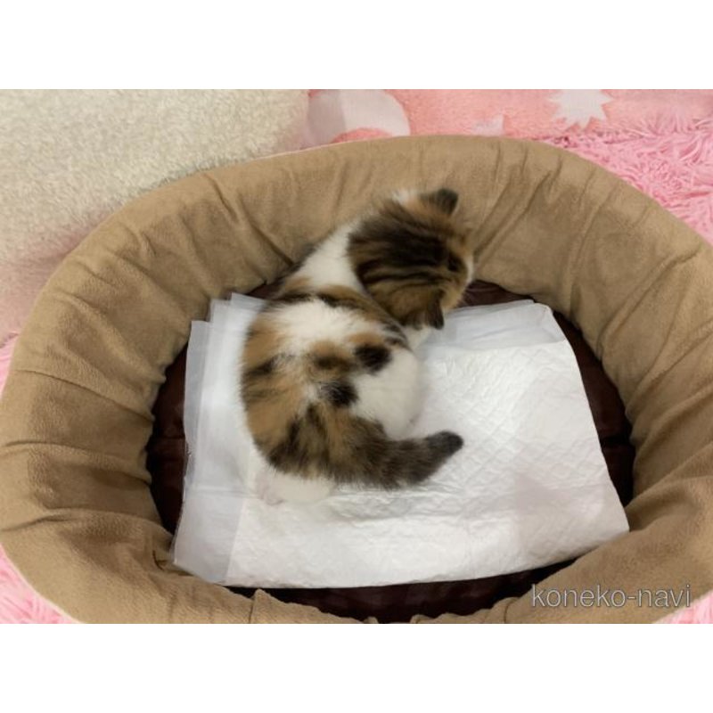 販売中の大阪府のマンチカン(短足)-122838の3枚目