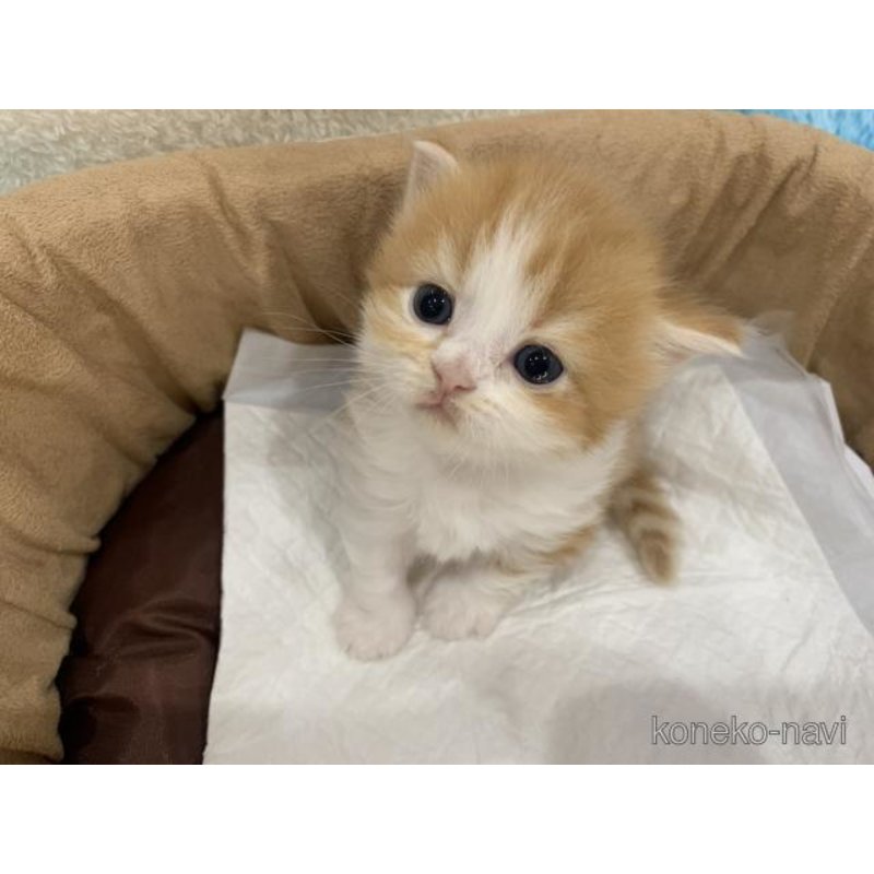 販売中の大阪府のマンチカン(短足)-122839の2枚目