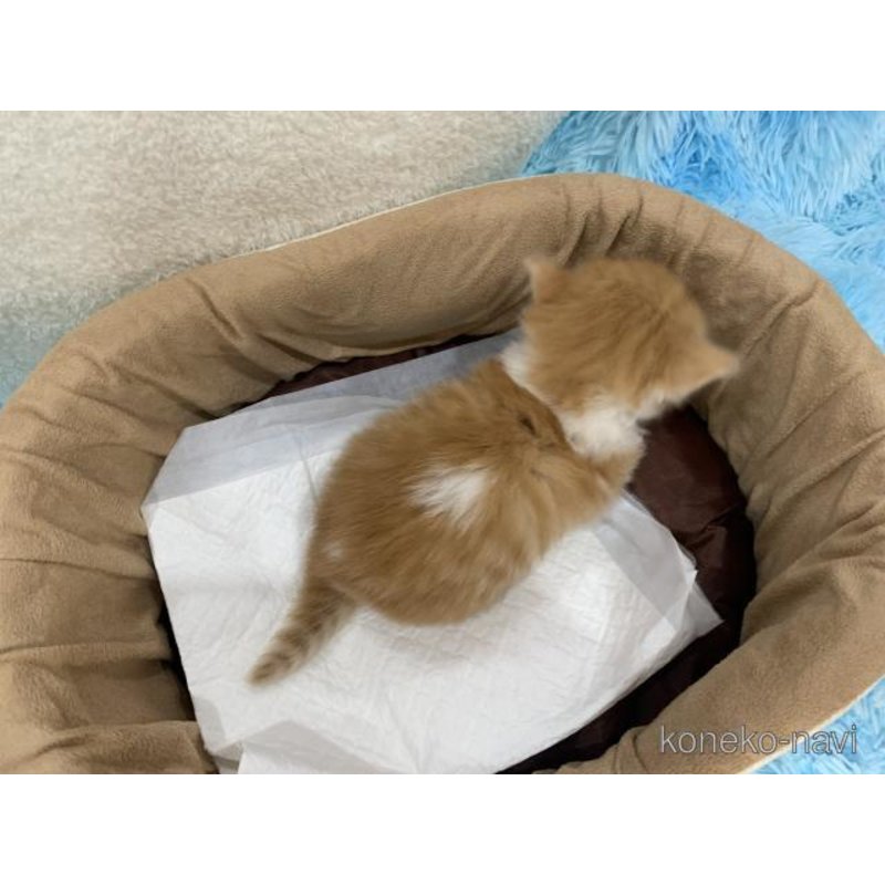 販売中の大阪府のマンチカン(短足)-122839の4枚目