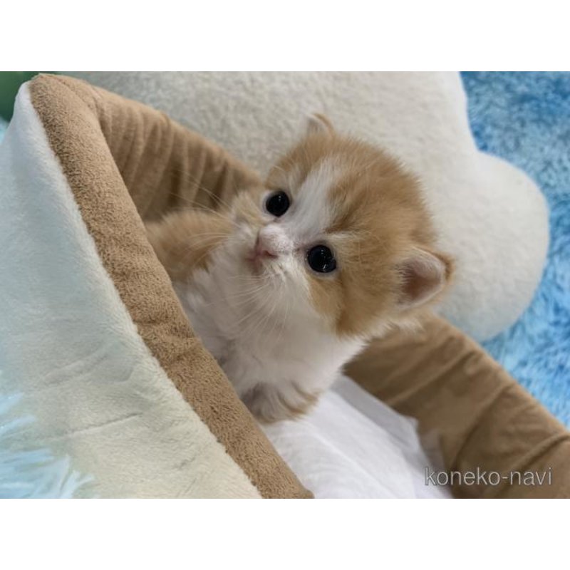 販売中の大阪府のマンチカン(短足)-122839の6枚目