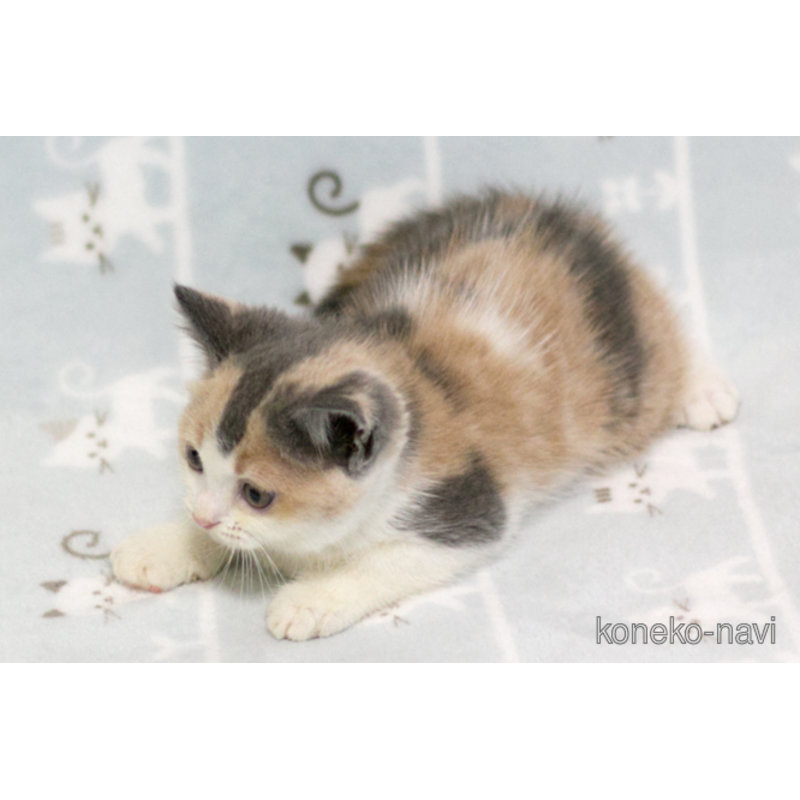 販売中の群馬県のマンチカン-122841の2枚目