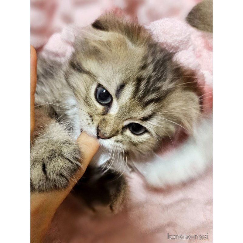 販売中の茨城県のミヌエット-122842の15枚目