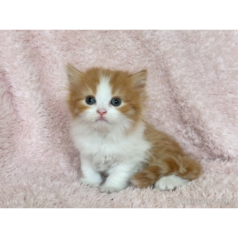 販売中の三重県のスコティッシュフォールド-122872の7枚目