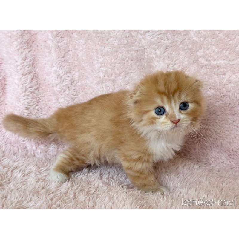 販売中の三重県のスコティッシュフォールド(折れ耳)-122873の7枚目