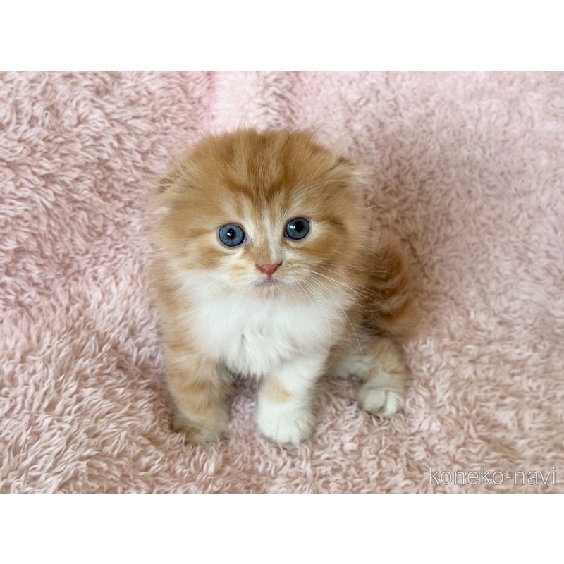 販売中の三重県のスコティッシュフォールド(折れ耳)-122873の4枚目