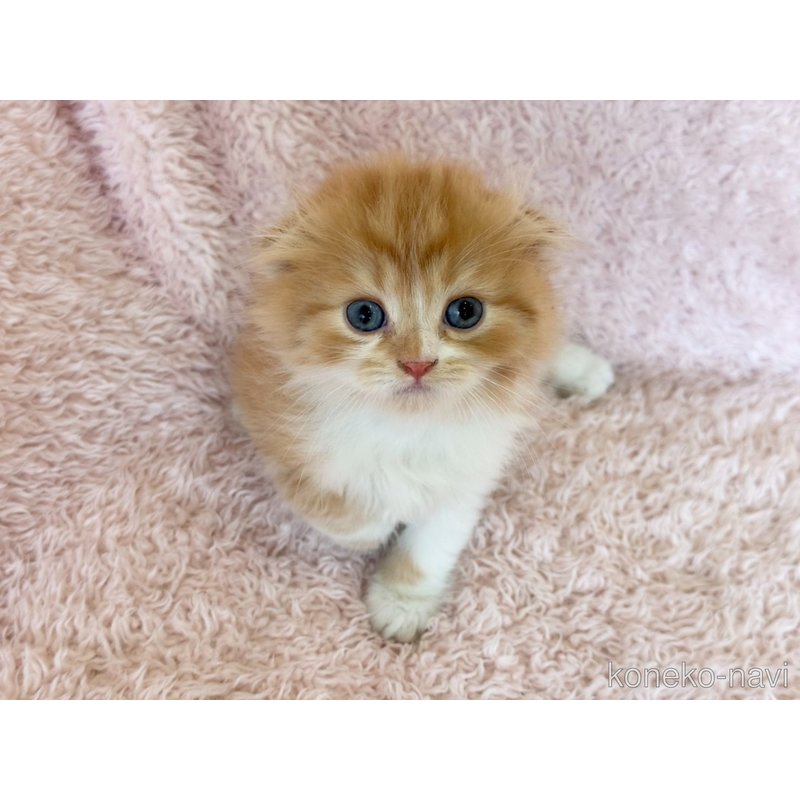 販売中の三重県のスコティッシュフォールド(折れ耳)-122873の3枚目