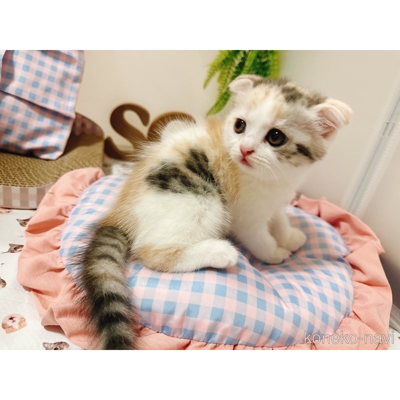 販売中の富山県のスコティッシュフォールド(折れ耳)-122882の2枚目