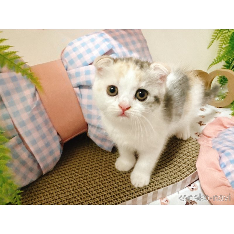 販売中の富山県のスコティッシュフォールド(折れ耳)-122882の3枚目