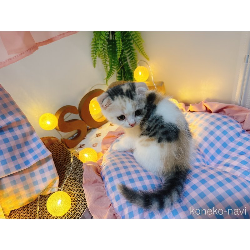 販売中の富山県のスコティッシュフォールド(折れ耳)-122882の4枚目
