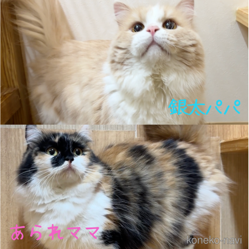 販売中の岐阜県のマンチカン-122884の5枚目