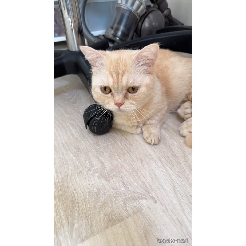 にこちゃん1枚目