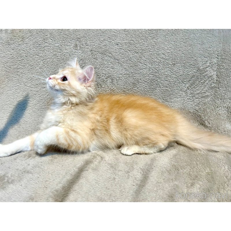 販売中の北海道のマンチカン-122902の13枚目